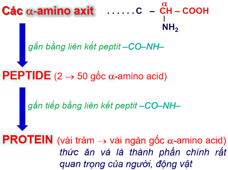 Peptide và protein từ amino acid